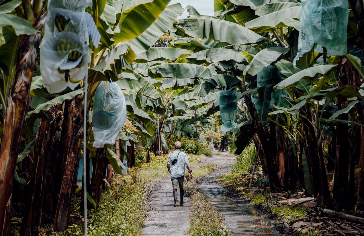 Un agriculteur marche sur un chemin boueux entre deux rangées de bananiers, portant un chapeau et des bottes. Les bananiers, aux grandes feuilles vertes, portent des régimes de bananes enveloppés dans des sacs en plastique transparents.