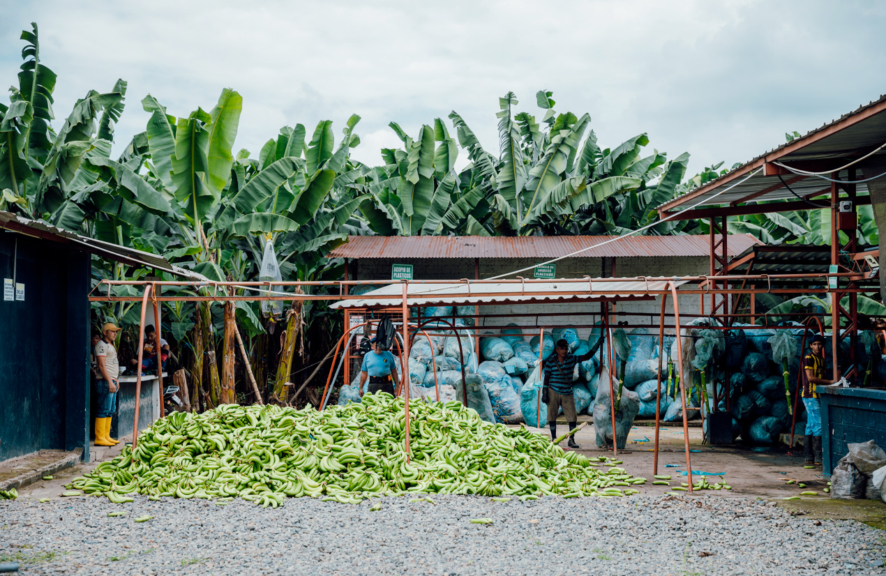 Photo d'une exploitation de bananes avec une grande pile de bananes vertes au premier plan. Des ouvriers agricoles travaillent autour de l'entrepôt et des sacs de bananes emballés sont visibles à l'arrière-plan. Des bananiers verdoyants entourent l'entrepôt sous un ciel nuageux.